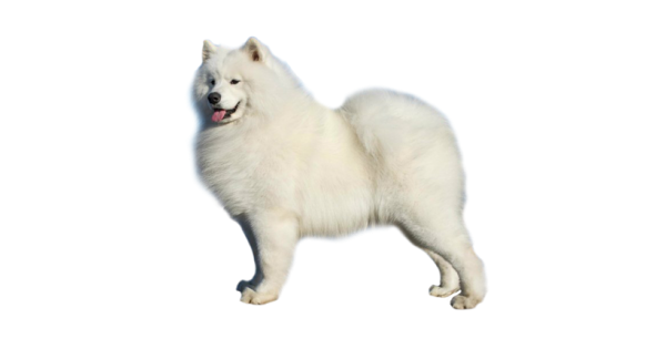 Самоедская собака