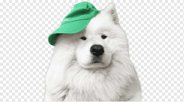 Самоед на белом фоне