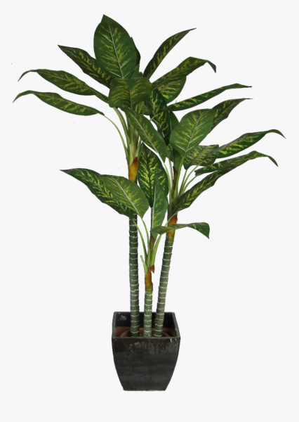 Dracaena Leaf