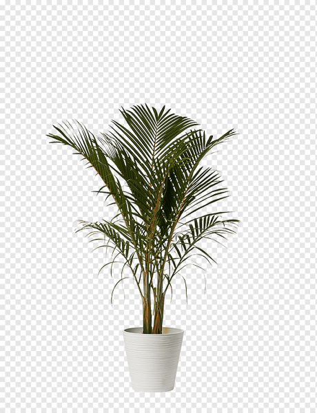 Hyophorbe lagenicaulis