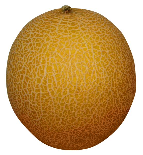 Дыня на белом фоне