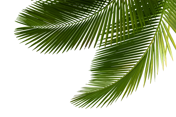 Лист финиковой пальмы