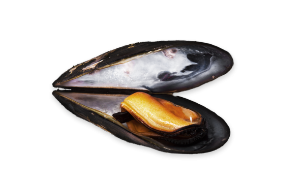 Mytilus Chilensis