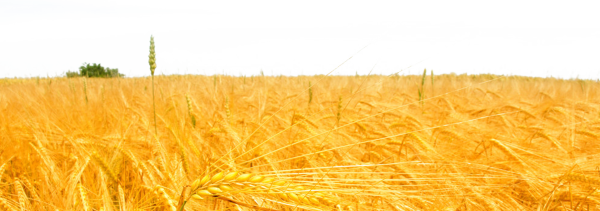 Поле пшеницы вектор
