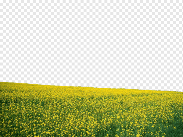 Луг на прозрачном фоне