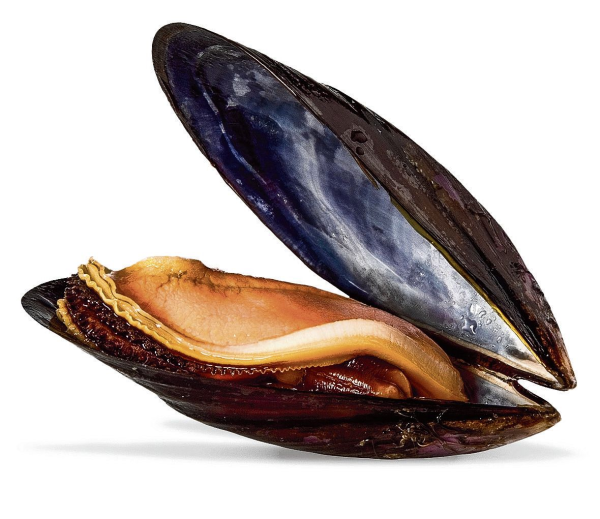 Мидии Mytilus Chilensis