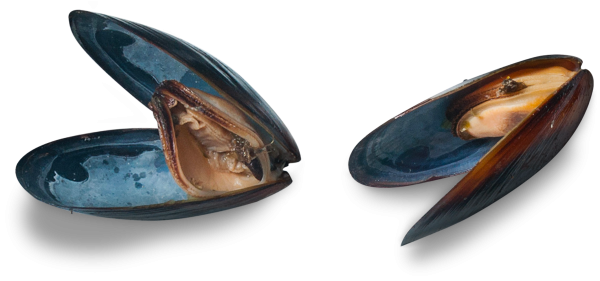 Мидия Mytilus edulis