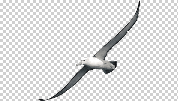 Буревестник на прозрачном фоне