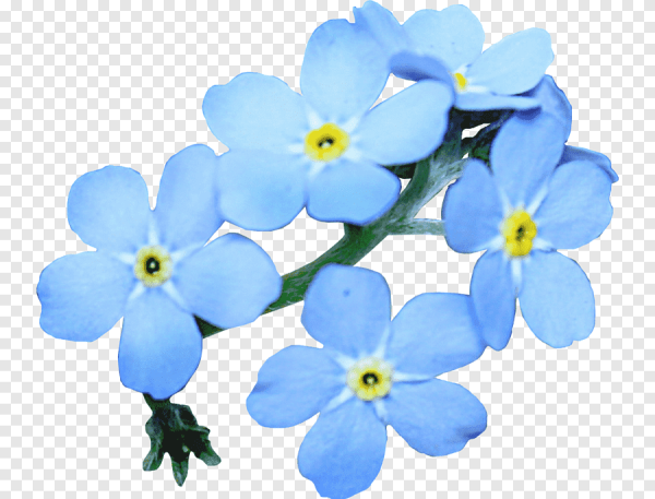 Цветочки на белом фоне