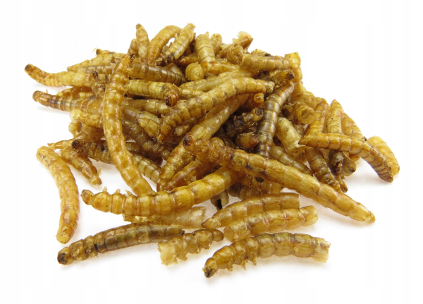 Мучной червь сухой