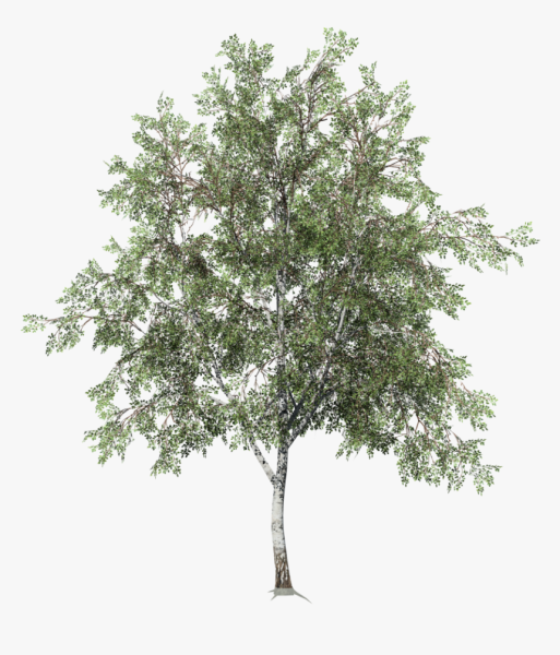 Betula pubescens дерево