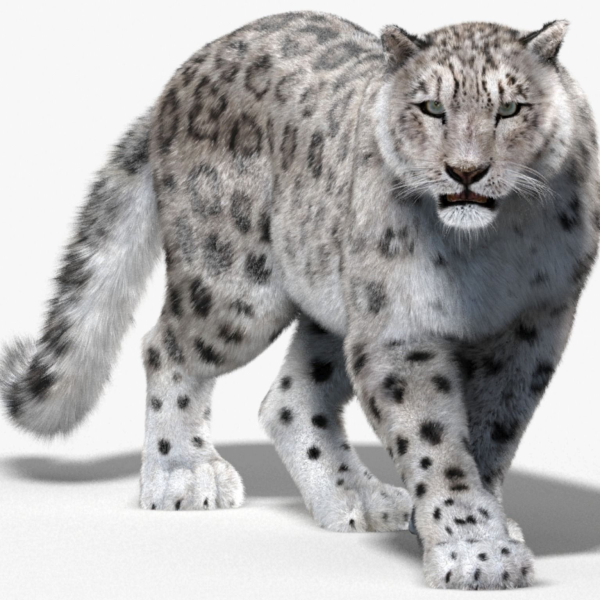 Снежный Барс леопард Snow Leopard Ирбис