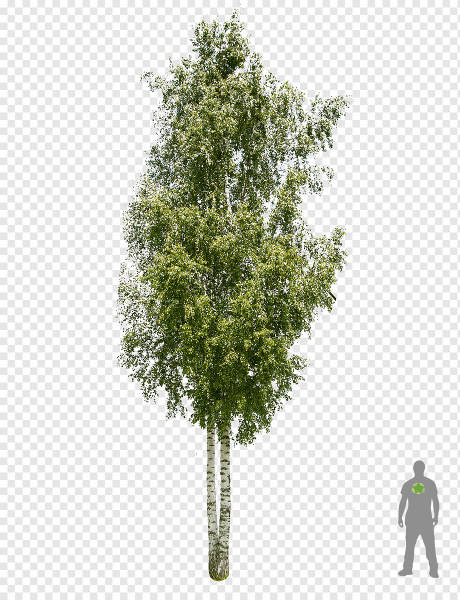 Берёза повислая