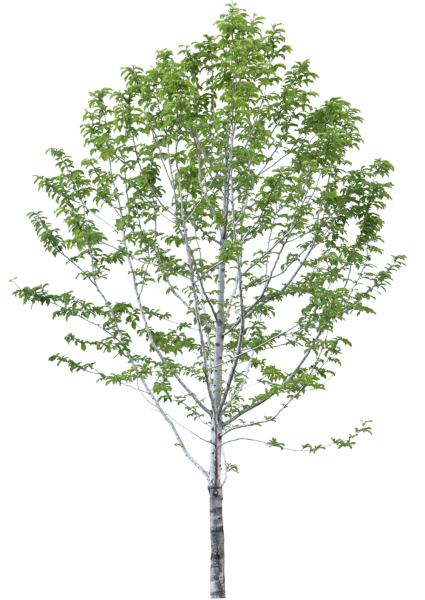 Betula pubescens дерево