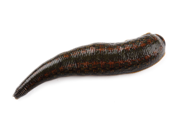 Восточная пиявка Hirudo medicinalis orientalis