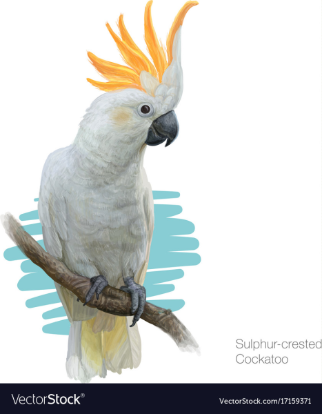 Какаду на белом фоне