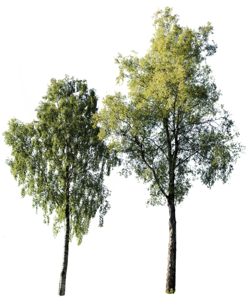 Betula pendula