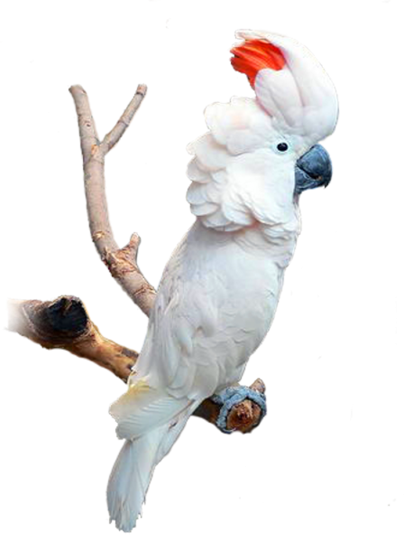 Молуккский Какаду