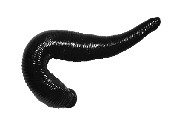 Восточная пиявка Hirudo medicinalis orientalis