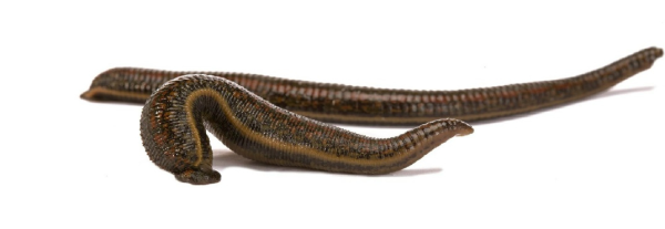 Восточная пиявка Hirudo medicinalis orientalis