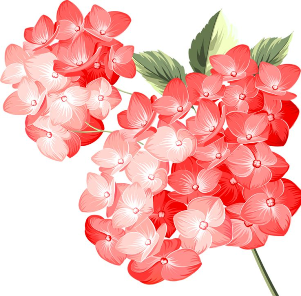 Цветы картинки для оформления