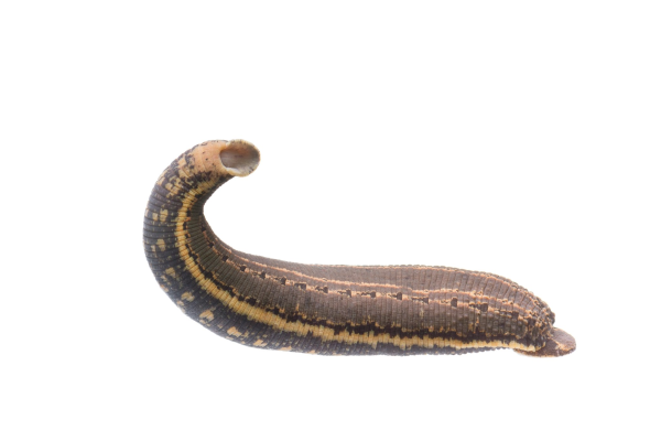 Hirudo medicinalis orientalis Восточная