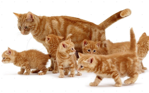 Кошачья семья