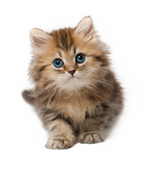 Милые котята на белом фоне