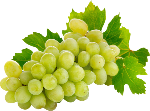 Виноград коринка русская