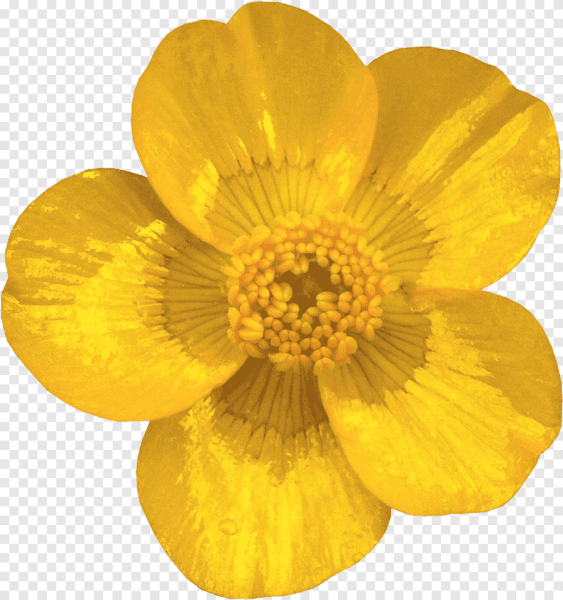 Ранункулюс (Лютик) Йеллоу