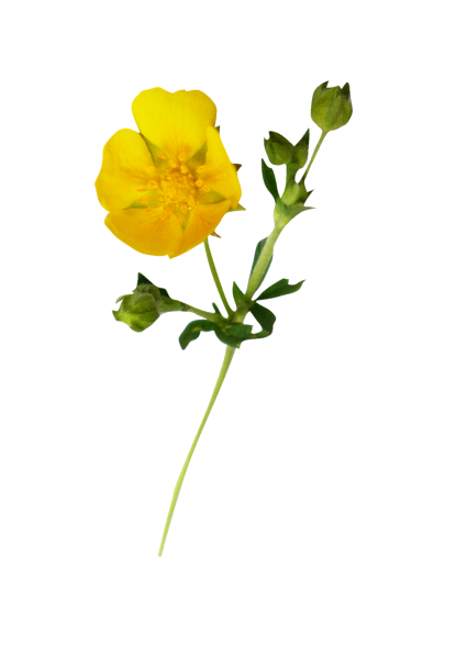 Лютик PNG