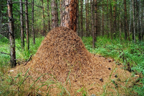 Муравейник рыжих лесных муравьев