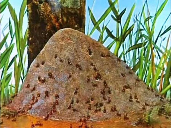 Муравьи в муравейнике