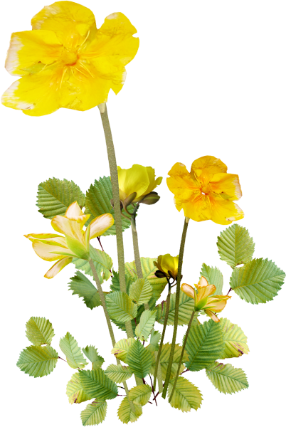 Лютик Yellow