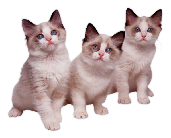 Котик на белом фоне
