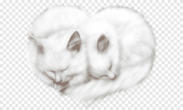 Котик с сердцем рисунок