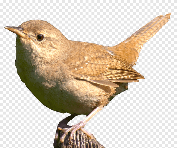 Домовый крапивник