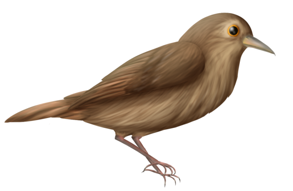 Птичка для детей на прозрачном фоне