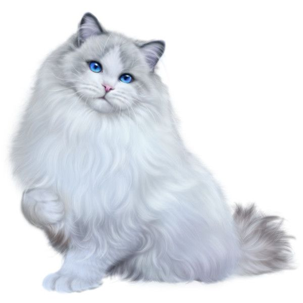 Белый пушистый кот на прозрачном фоне