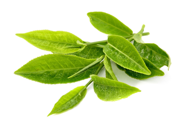 Camellia sinensis листья
