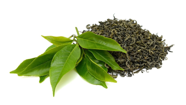Camellia sinensis Leaf extract