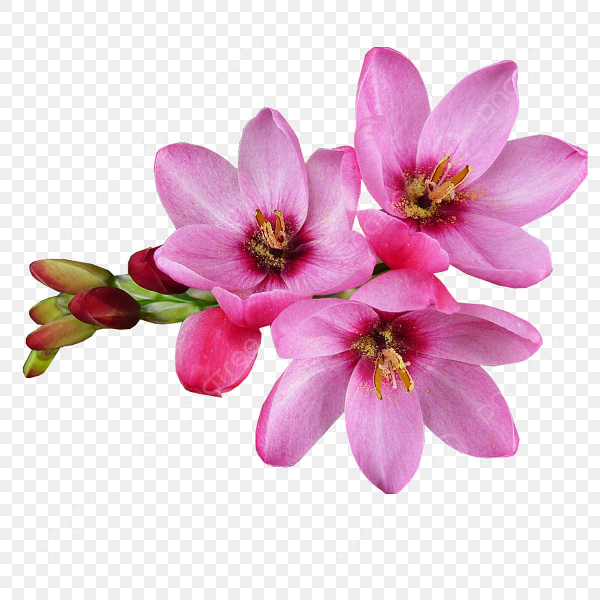 Цветы на прозрачном фоне для фотошопа на прозрачном