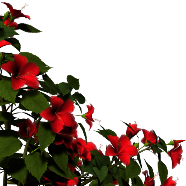 Цветы для фотошопа