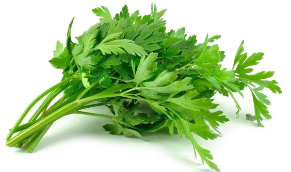 Зелень кориандр