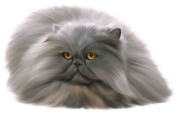 Кошка на прозрачном фоне