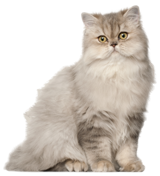 Персидская длинношерстная шиншилла