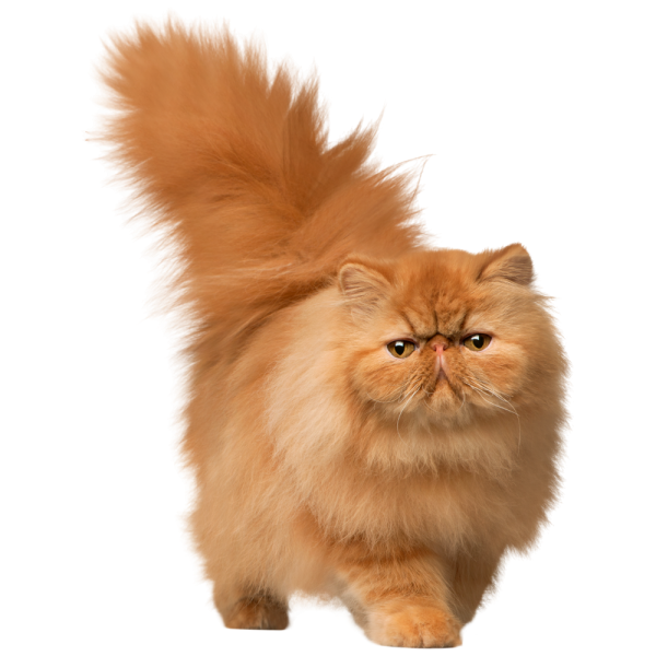 Длинношёрстная Персидская кошка рыжий