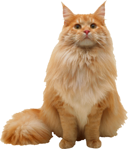 Кот пушистый рыжий