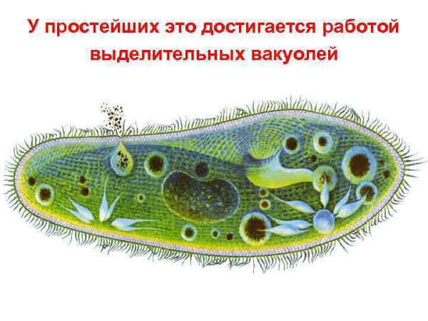 Инфузория на белом фоне