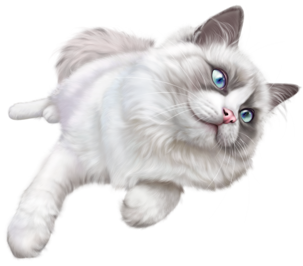 Кошка на прозрачном фоне